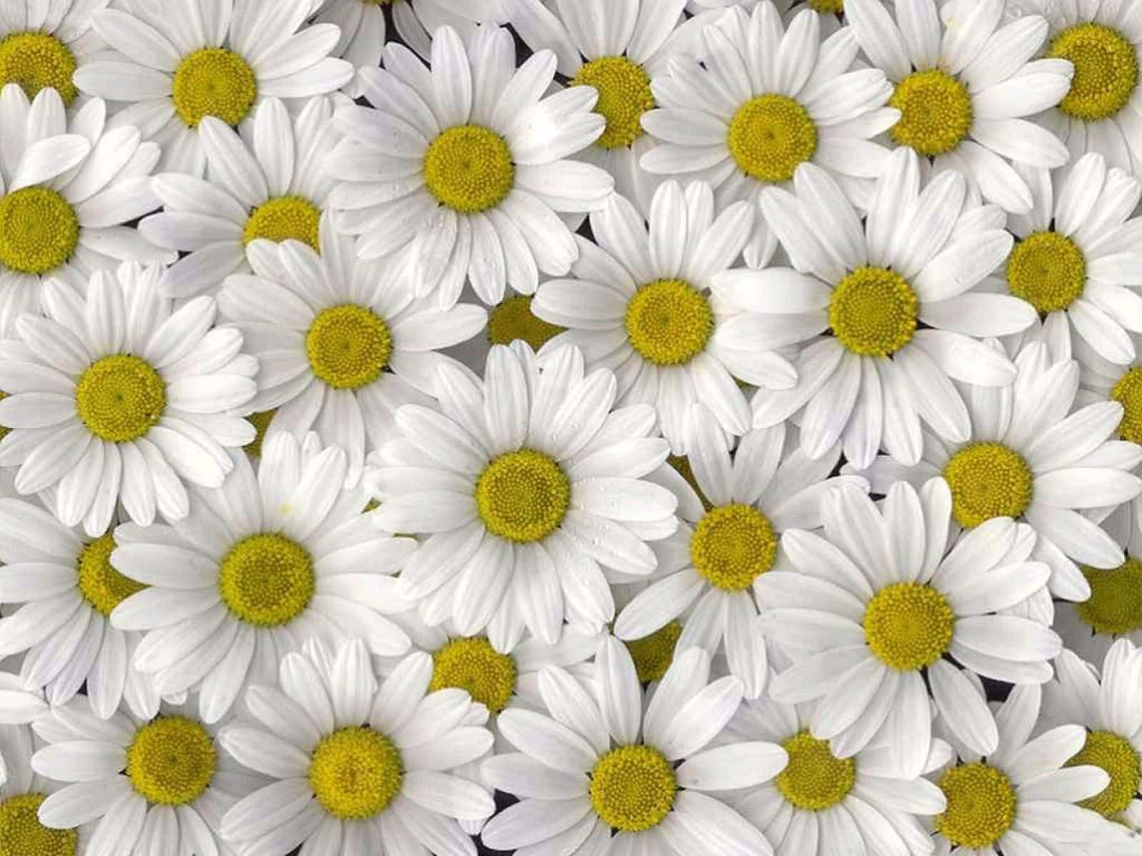 A Close Up Of White Daisies With Yellow Centers Wallpaper