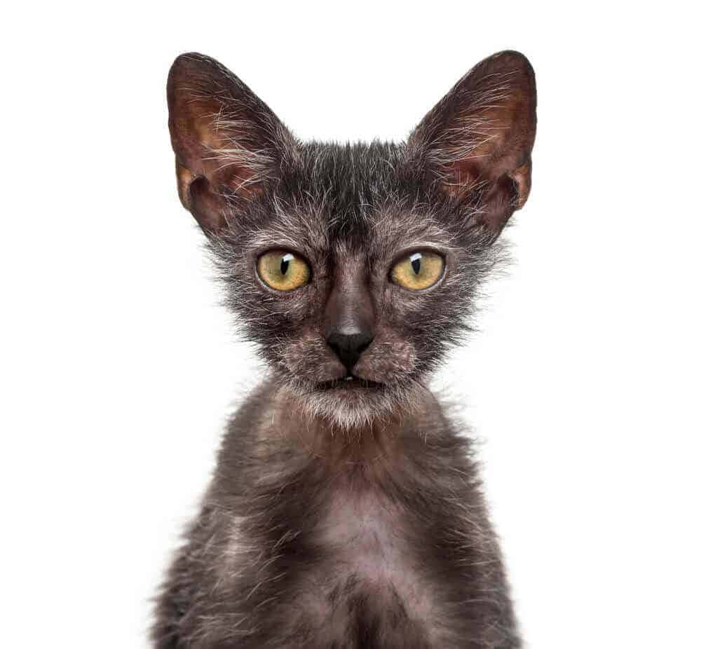 A Close-up Portrait Of An Adorable, Wide-eyed Lykoi Cat Gazing Into The Camera. Wallpaper