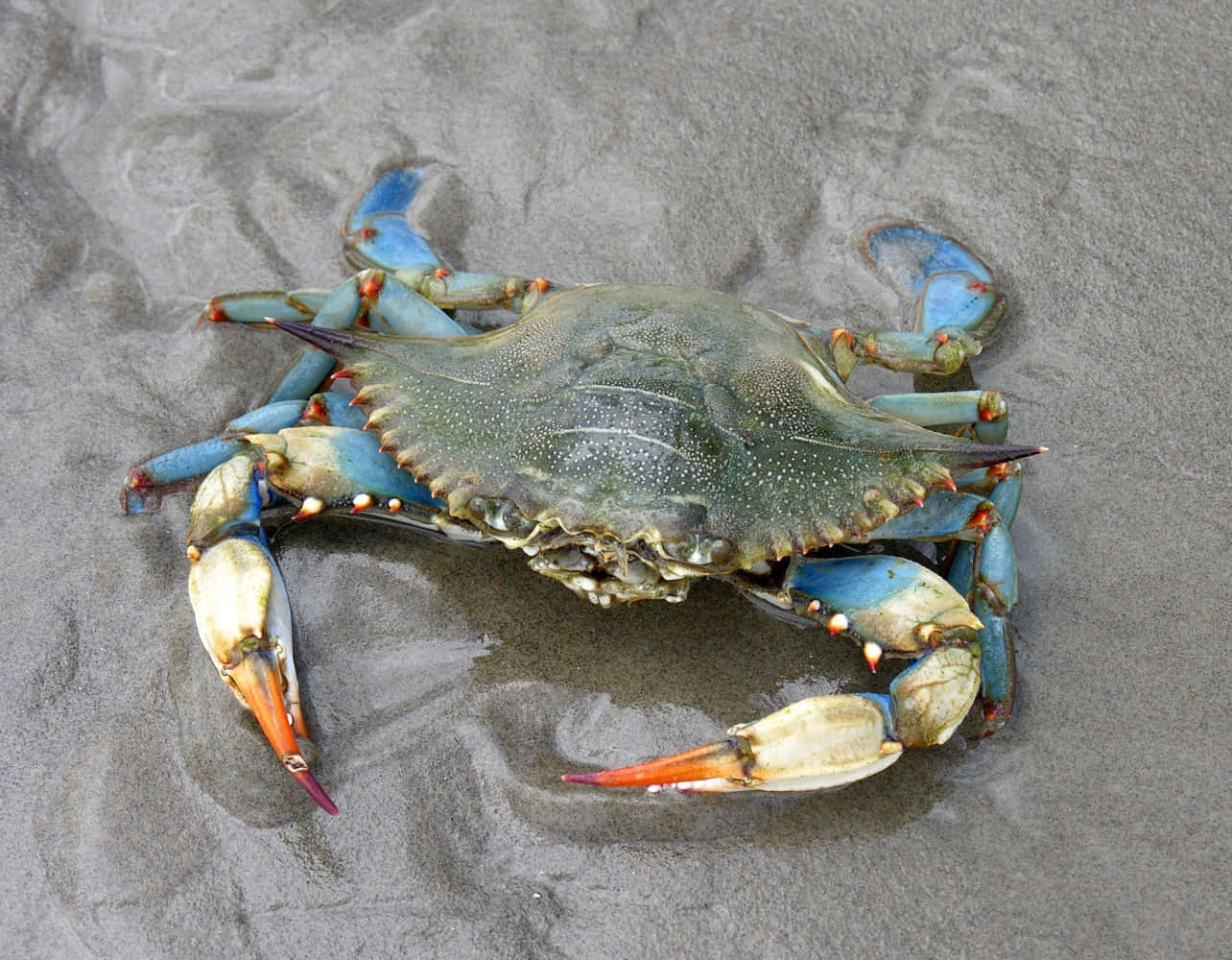 A Close-up Shot Of A Splendid Blue Crab Revealing Its Vibrant Details Wallpaper