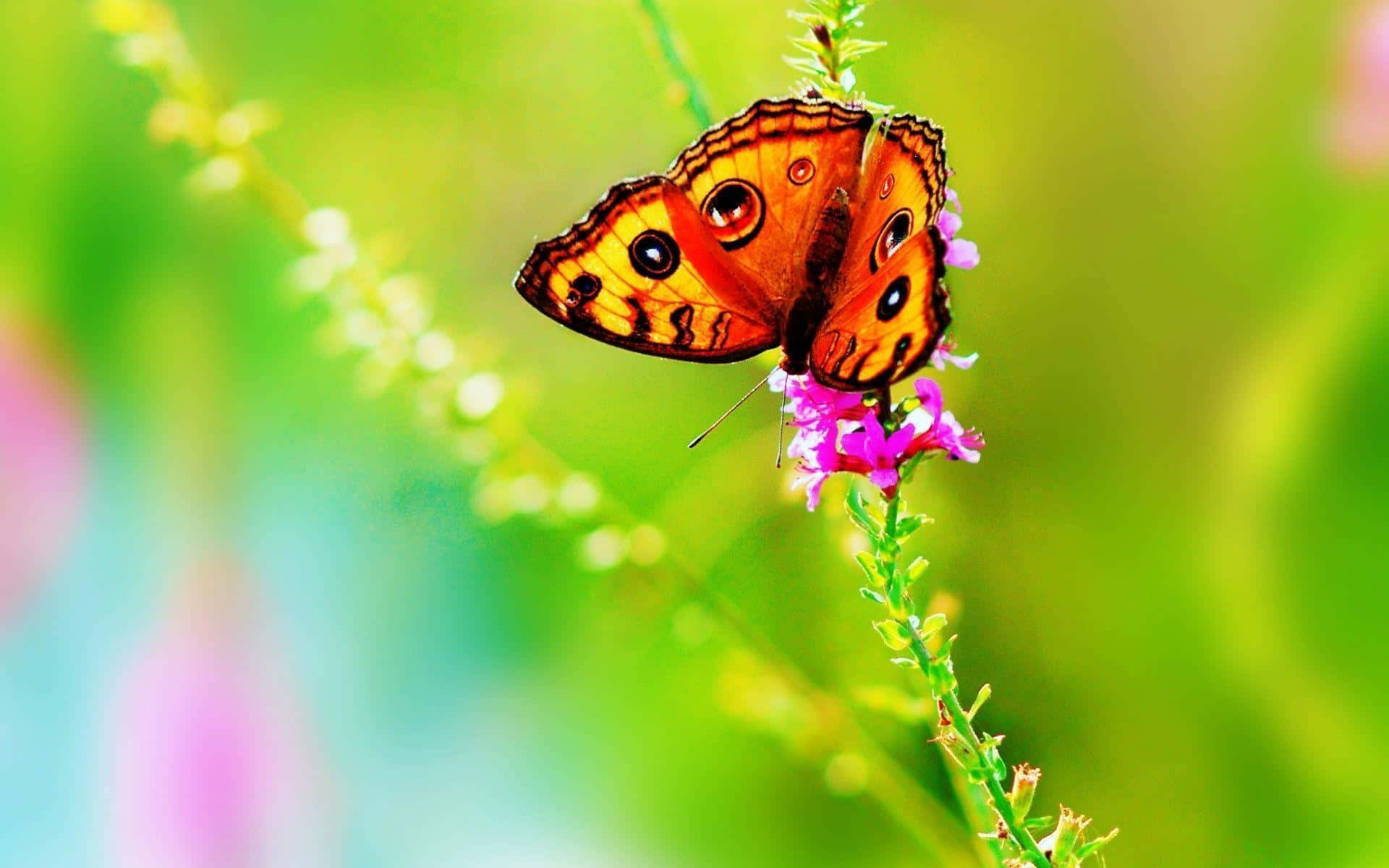 A Close Up Shot Of A Stunningly Colorful Butterfly Species Wallpaper