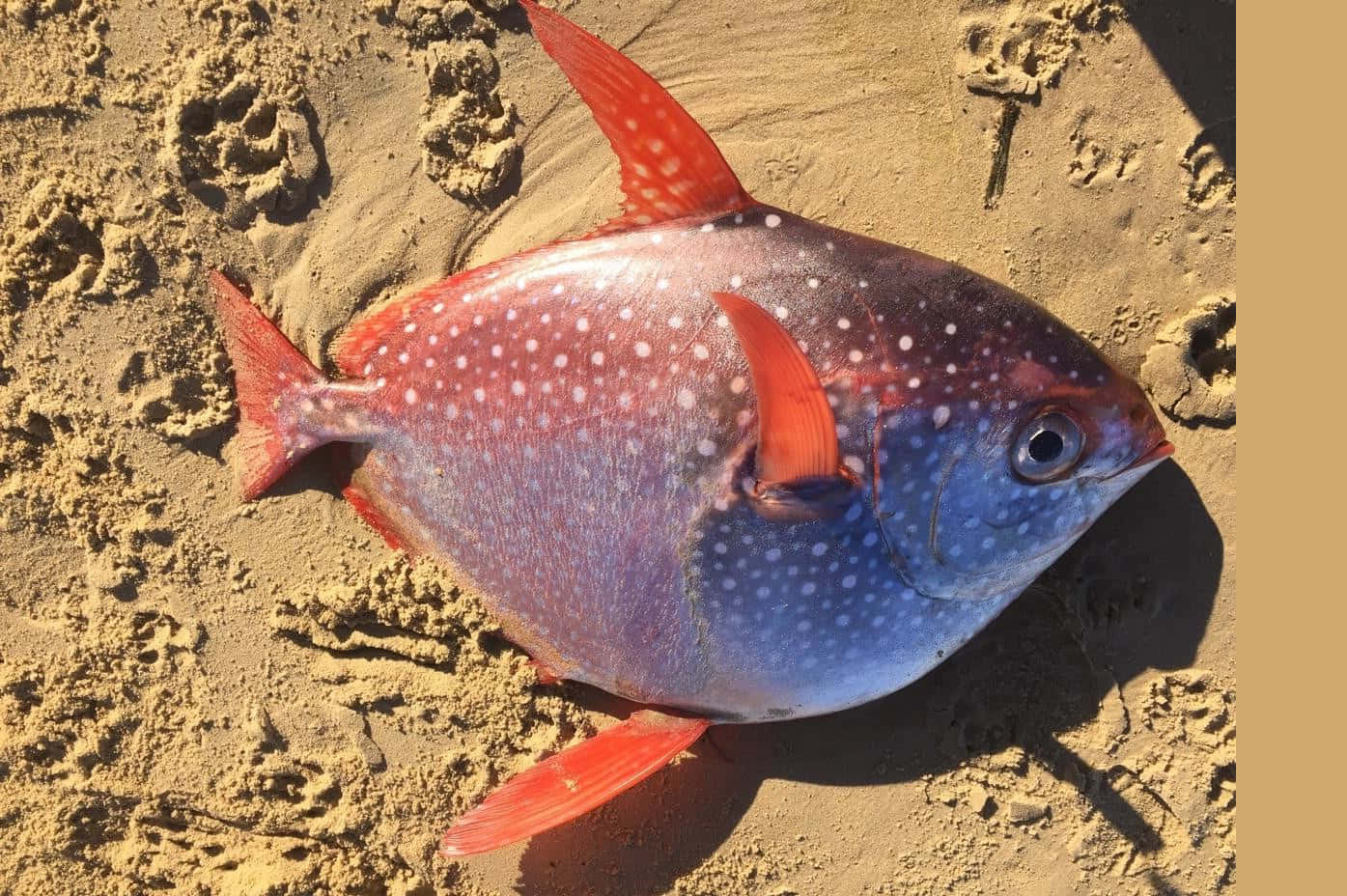 A Close-up Shot Of An Exquisite Opah Fish In Its Brilliant Colored Natural Habitat. Wallpaper