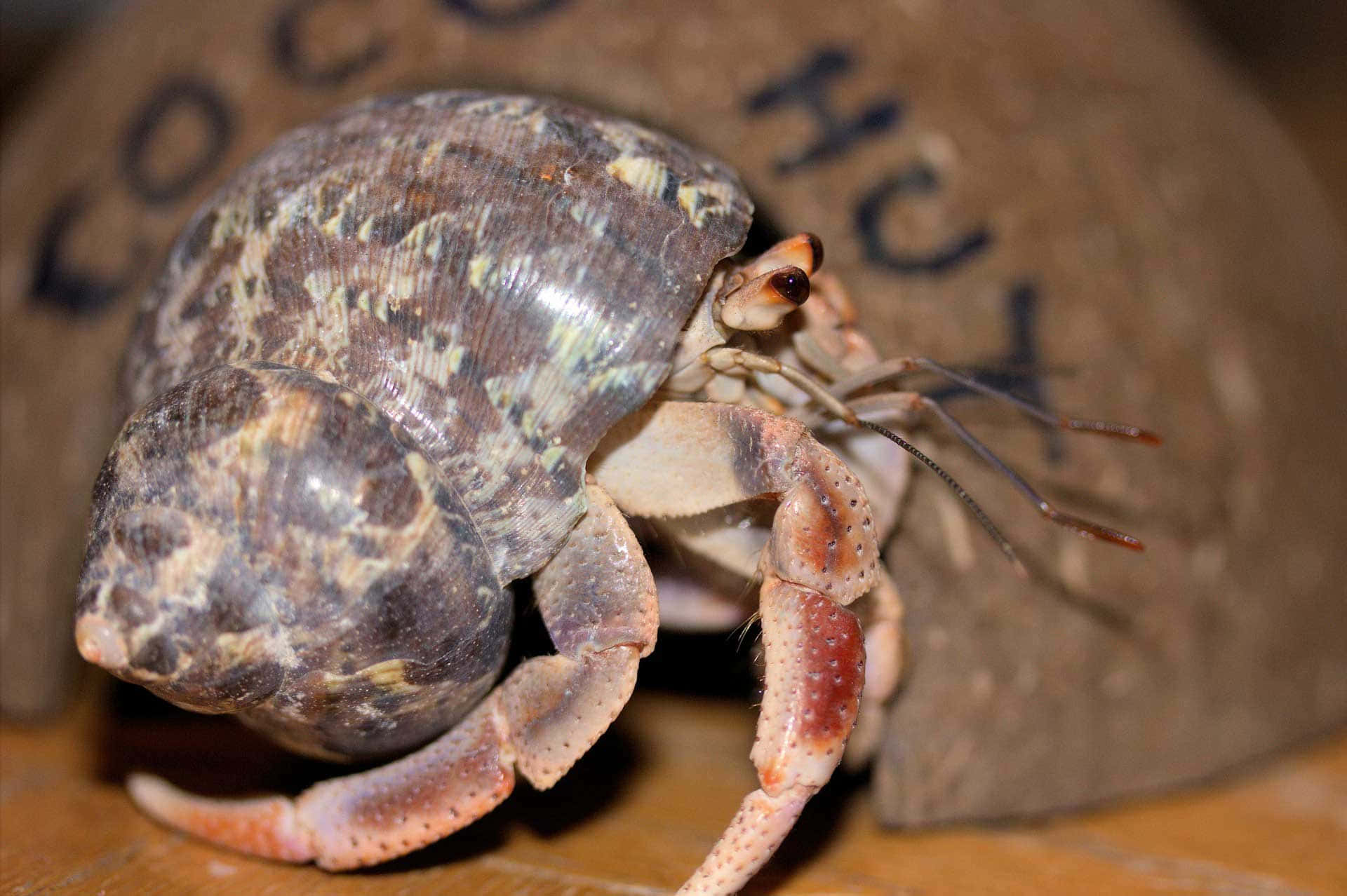 A Close-up View Of A Vibrant Hermit Crab In A Tropical Seashell. Wallpaper