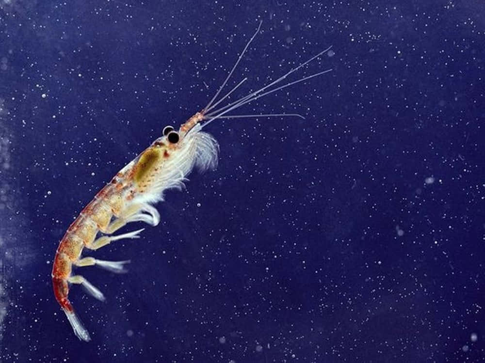 A Close-up View Of A Vibrant Krill In Its Natural Underwater Habitat Wallpaper