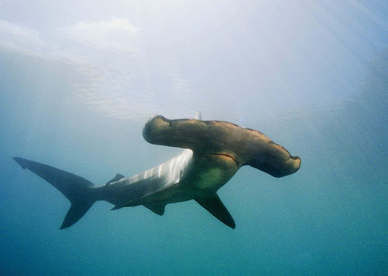 A Close-up View Of An Intimidating Hammerhead Shark In The Blue Sea Wallpaper