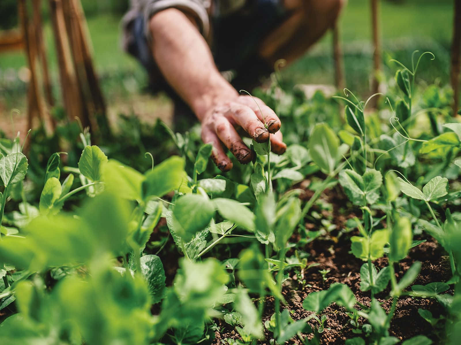 A Close-up View Of Nutritious Compost Wallpaper