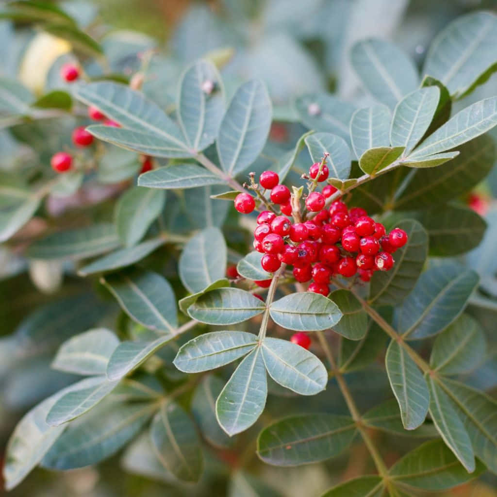 A Close-up View Of Pink Peppercorns Wallpaper