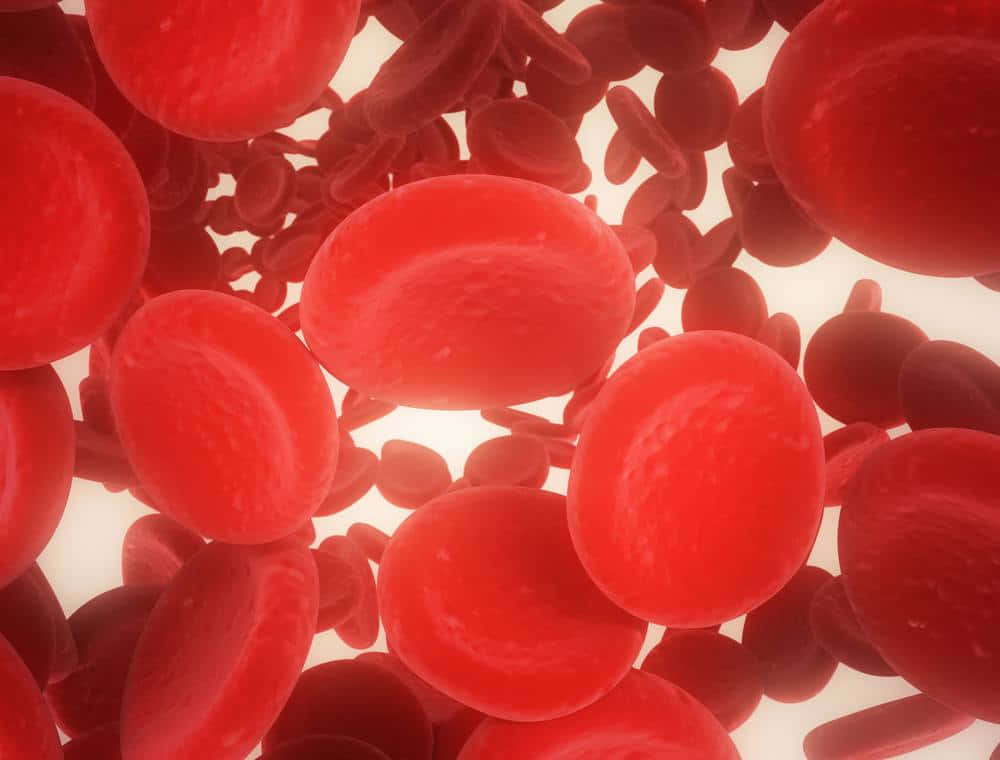 A Close-up View Of Red Blood Cells In The Human Body Wallpaper