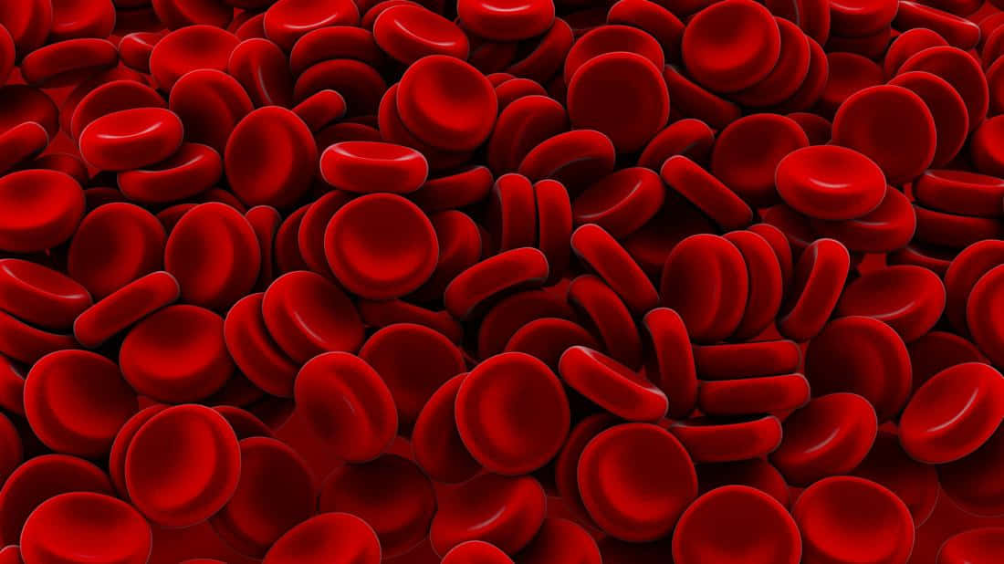 A Close-up View Of Red Blood Cells In The Human Body. Wallpaper