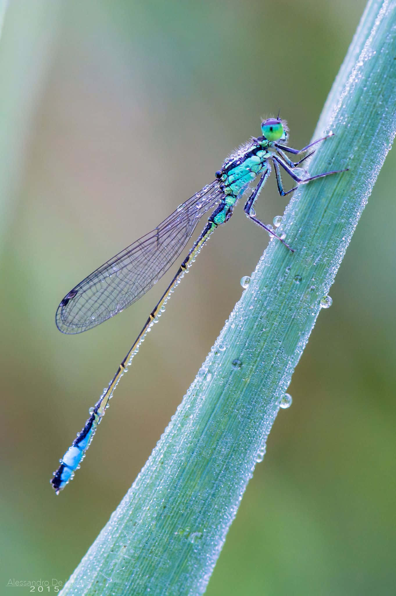 A Closeup Of A Beautiful Blue Dragonfly In Nature Wallpaper