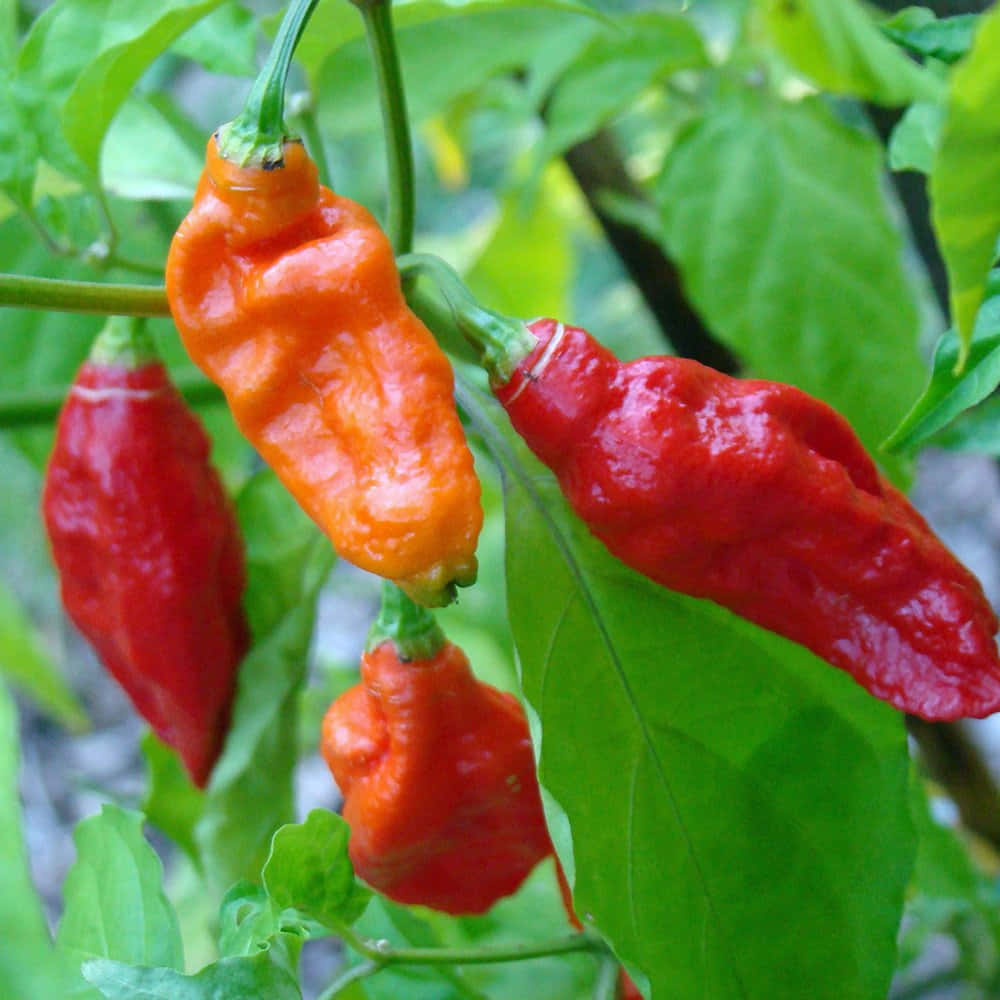 A Closeup Of A Ghost Pepper Wallpaper