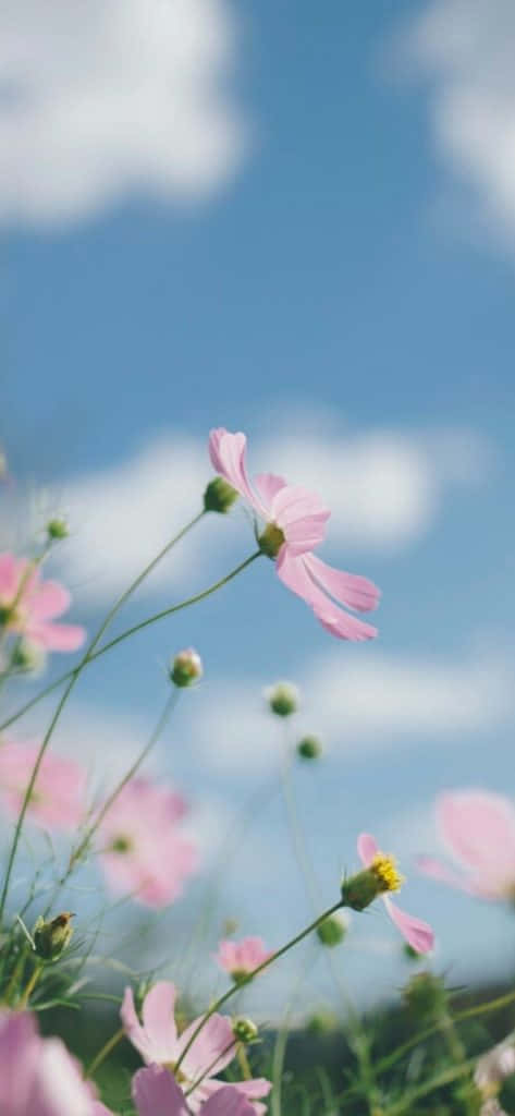 A Cluster Of Beautiful Pink And Yellow Blooms Wallpaper