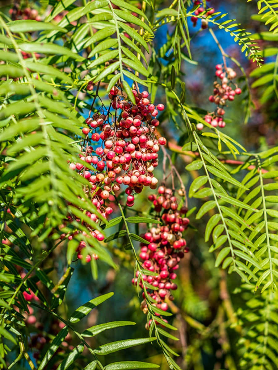 A Cluster Of Pink Peppercorns Wallpaper