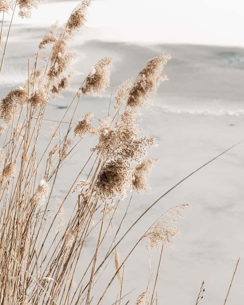 A Cluster Of Tall And Feathery Pampas Grass In The Great Outdoors. Wallpaper