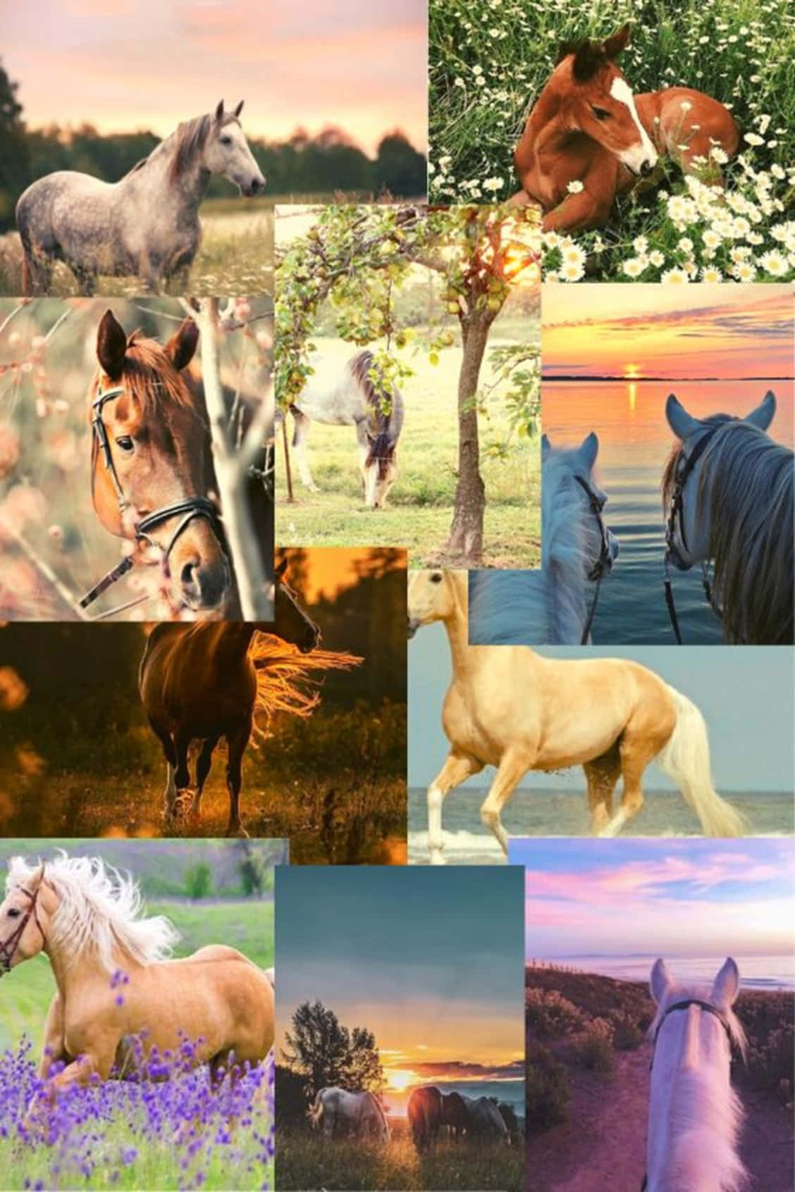 A Collage Of Majestic Horses Wallpaper