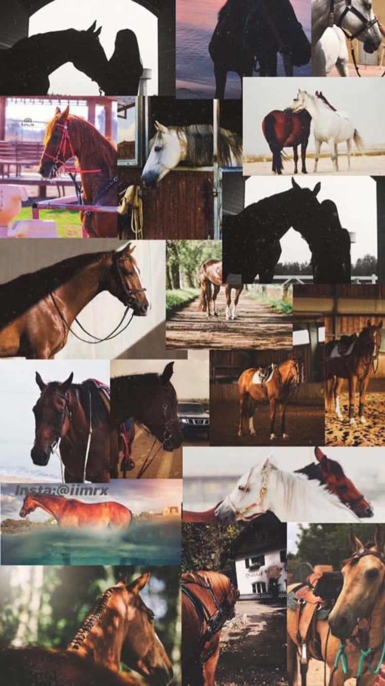 A Collage Of Wild Horses Wallpaper