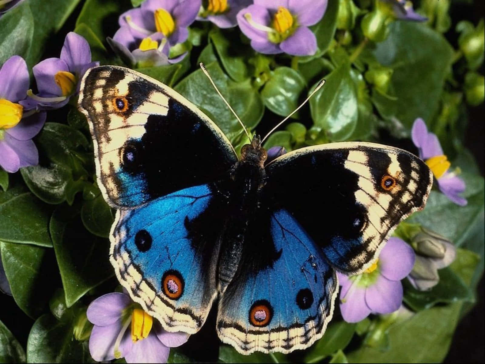 A Colorful Butterfly Flies Against A Simple Green Background Wallpaper