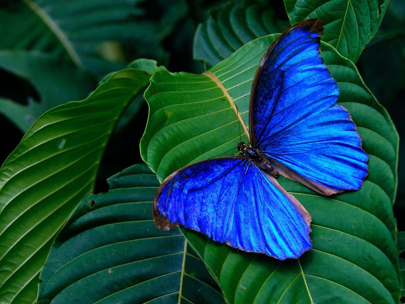 A Colorful Butterfly Perched On A Leaf Wallpaper