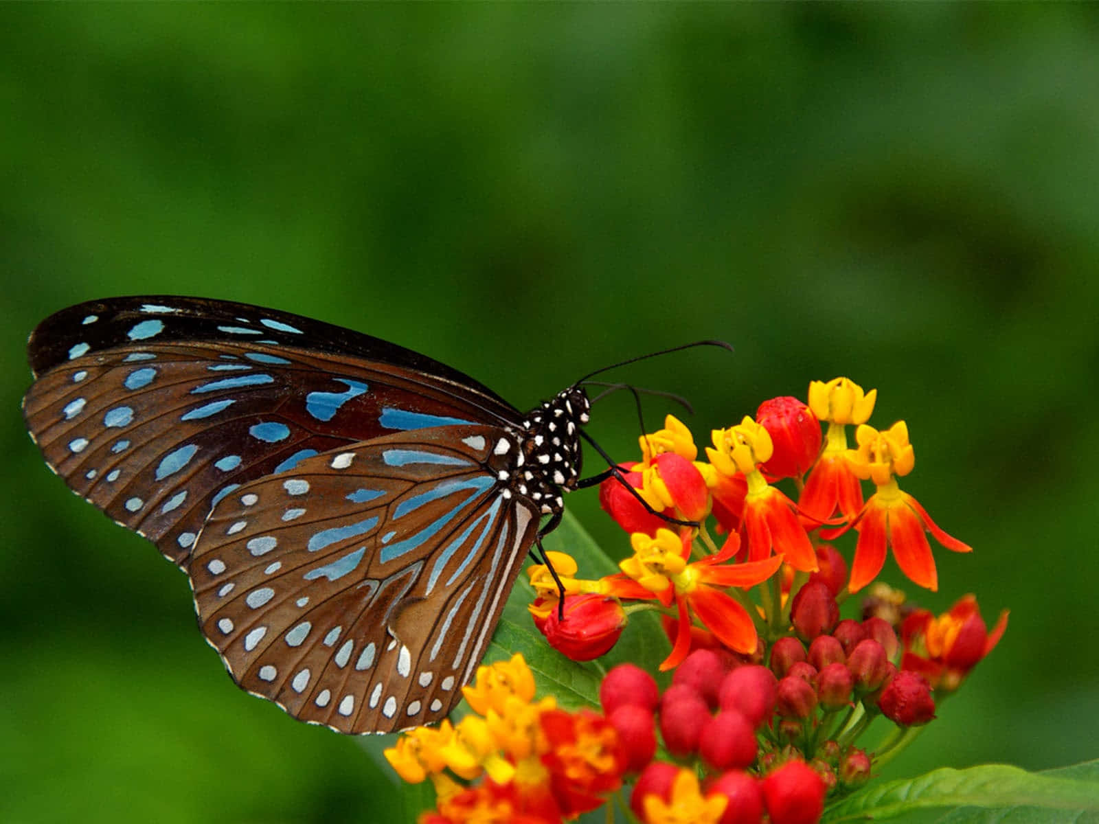 A Colorful Close-up Of A Butterfly Wallpaper