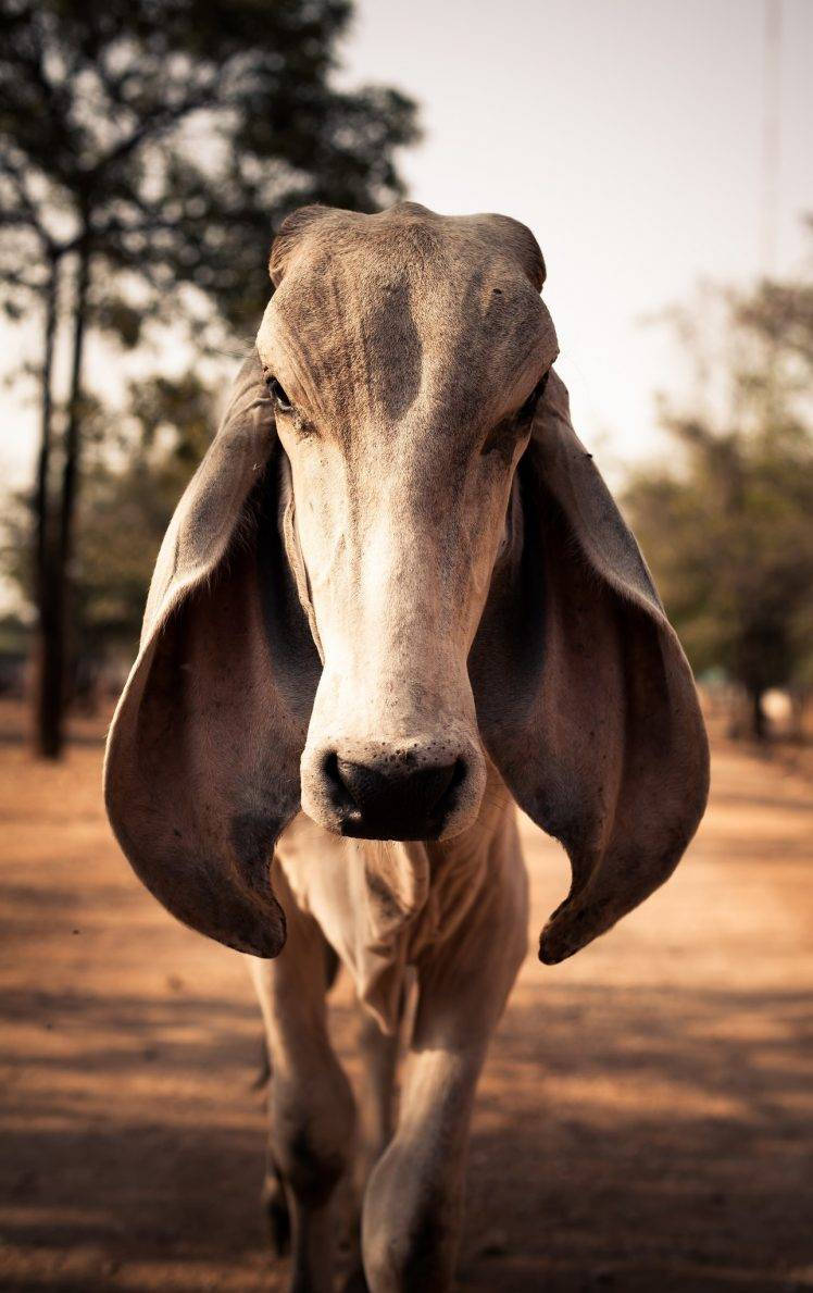 A Content, Floppy-eared Cow Enjoying The Pasture Wallpaper