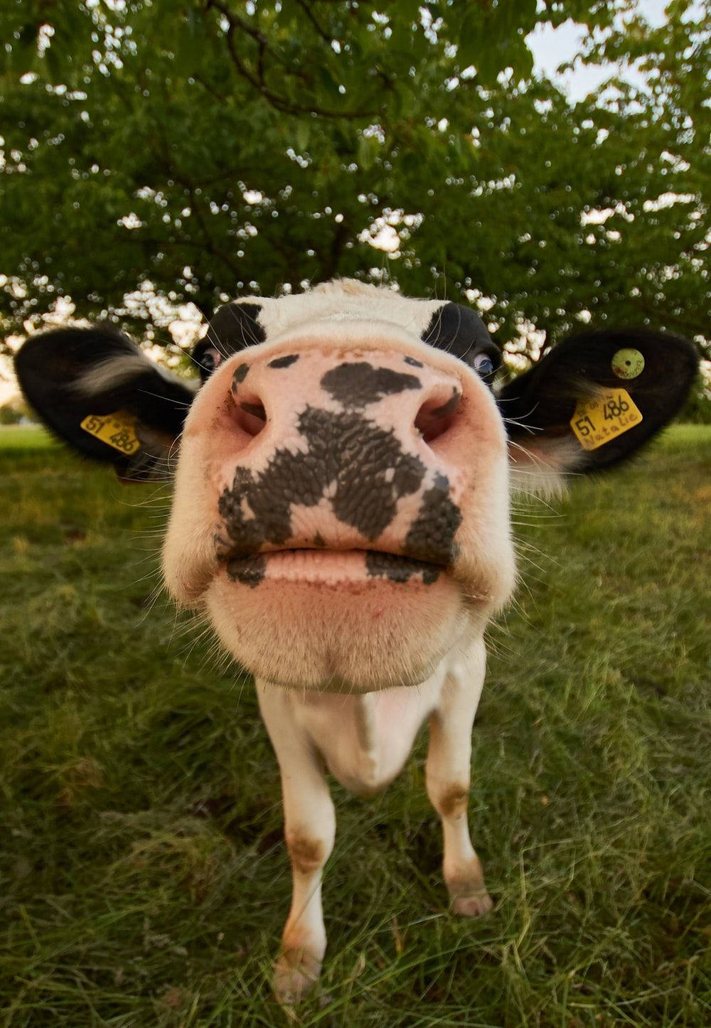 A Cow With Black Spots And A Golden Nose. Wallpaper