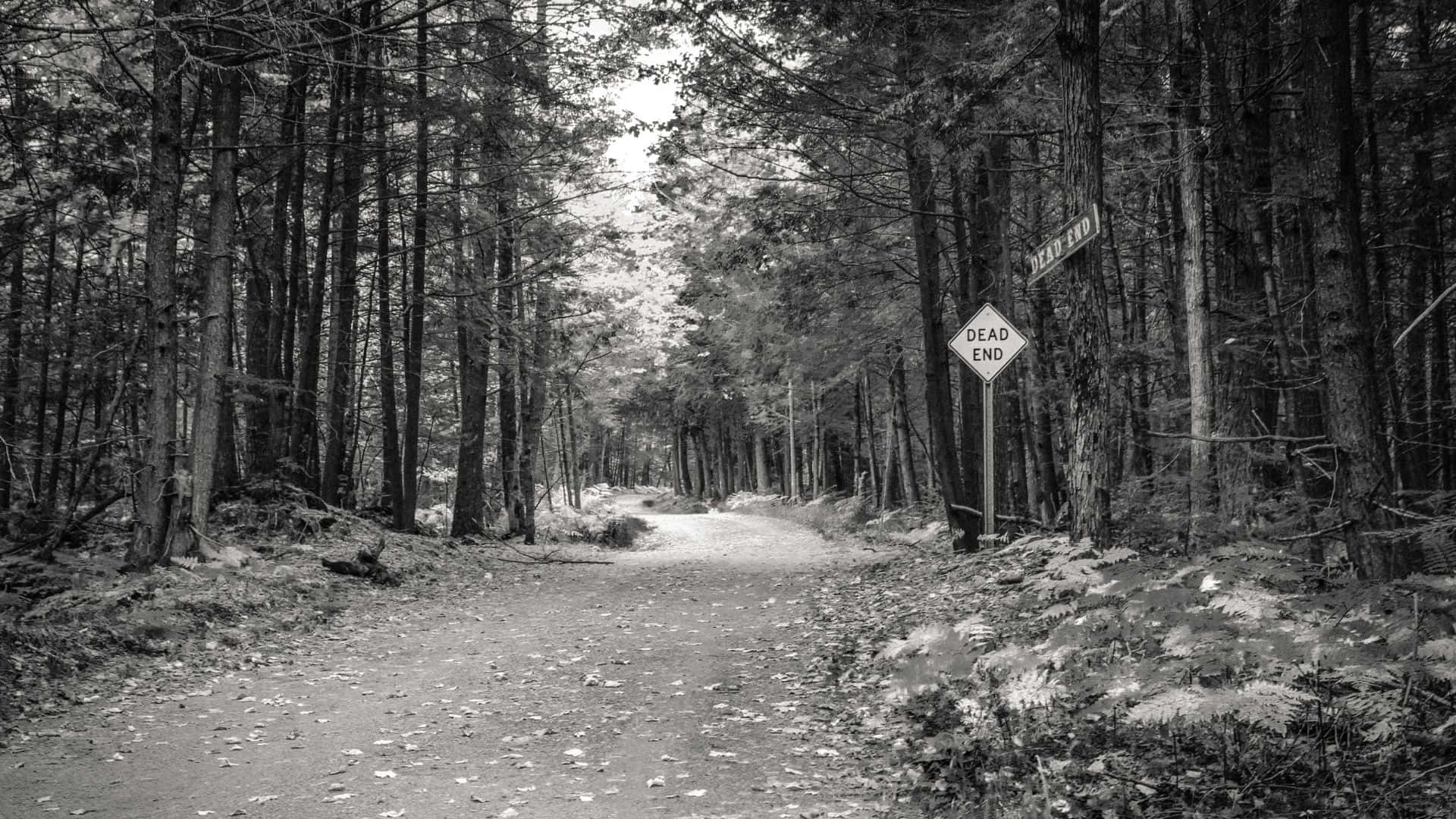 A Creepy And Eerie Scene Deep In The Haunted Forest Wallpaper