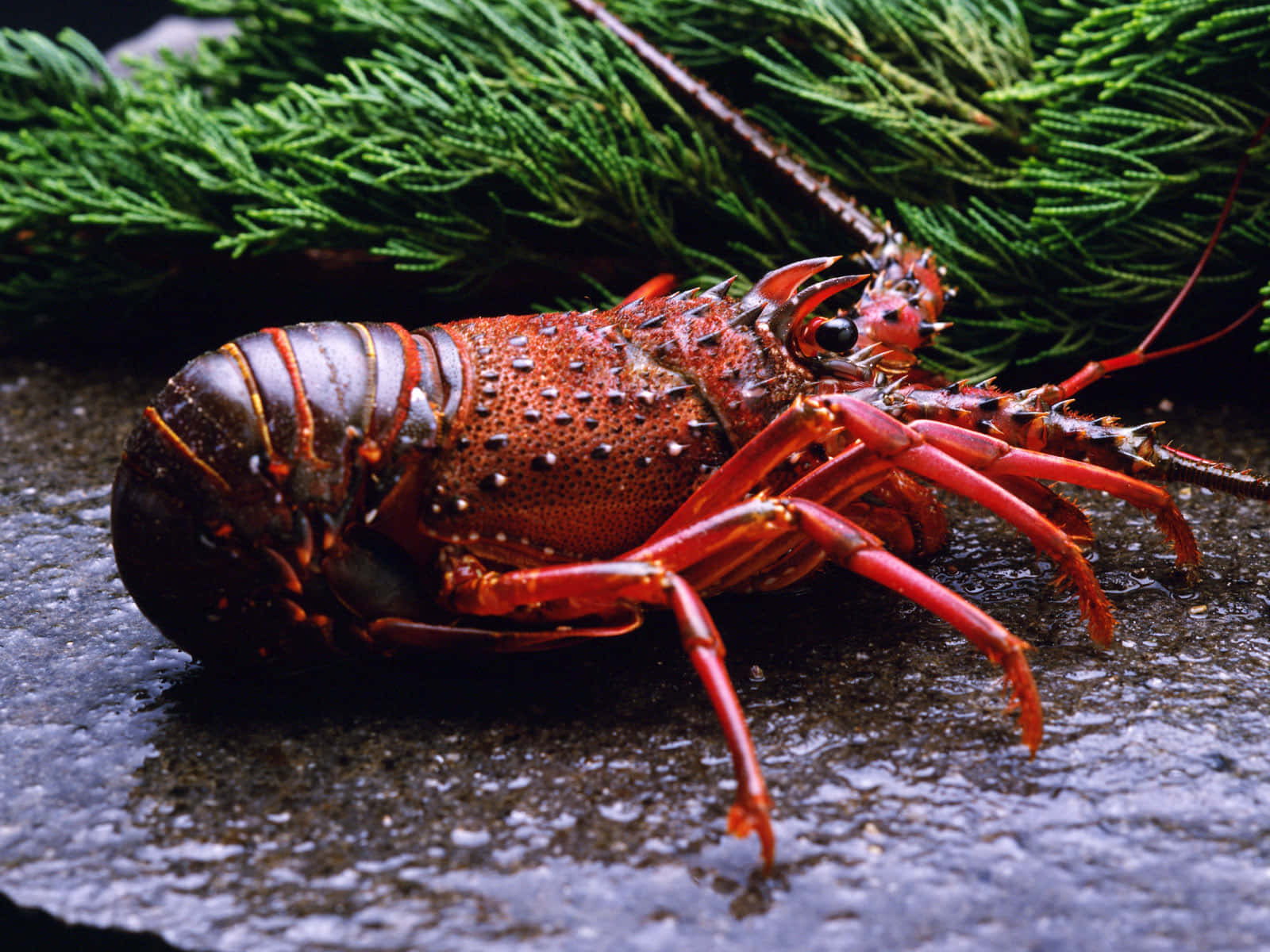 A Crustacean In Its Natural Habitat Wallpaper