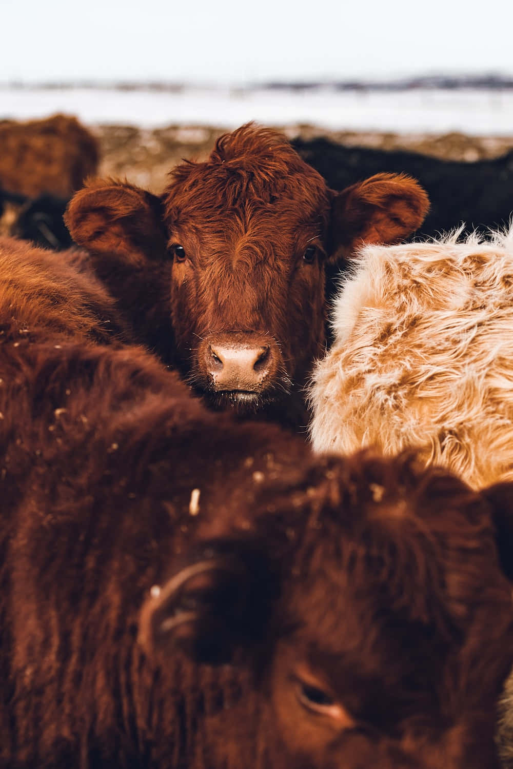 A Curious Brown Cow In The Field Wallpaper