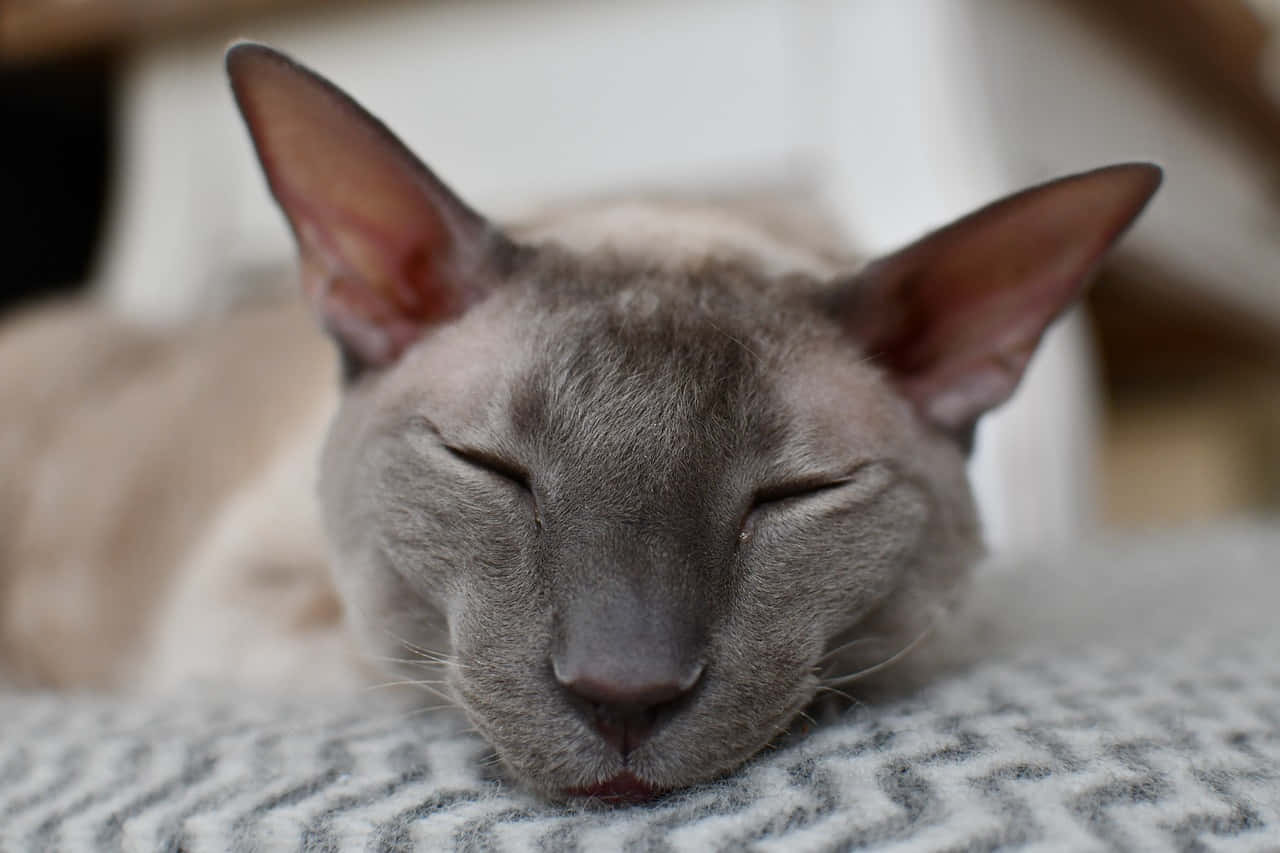 A Curious Devon Rex Cat Sitting On A Couch Wallpaper