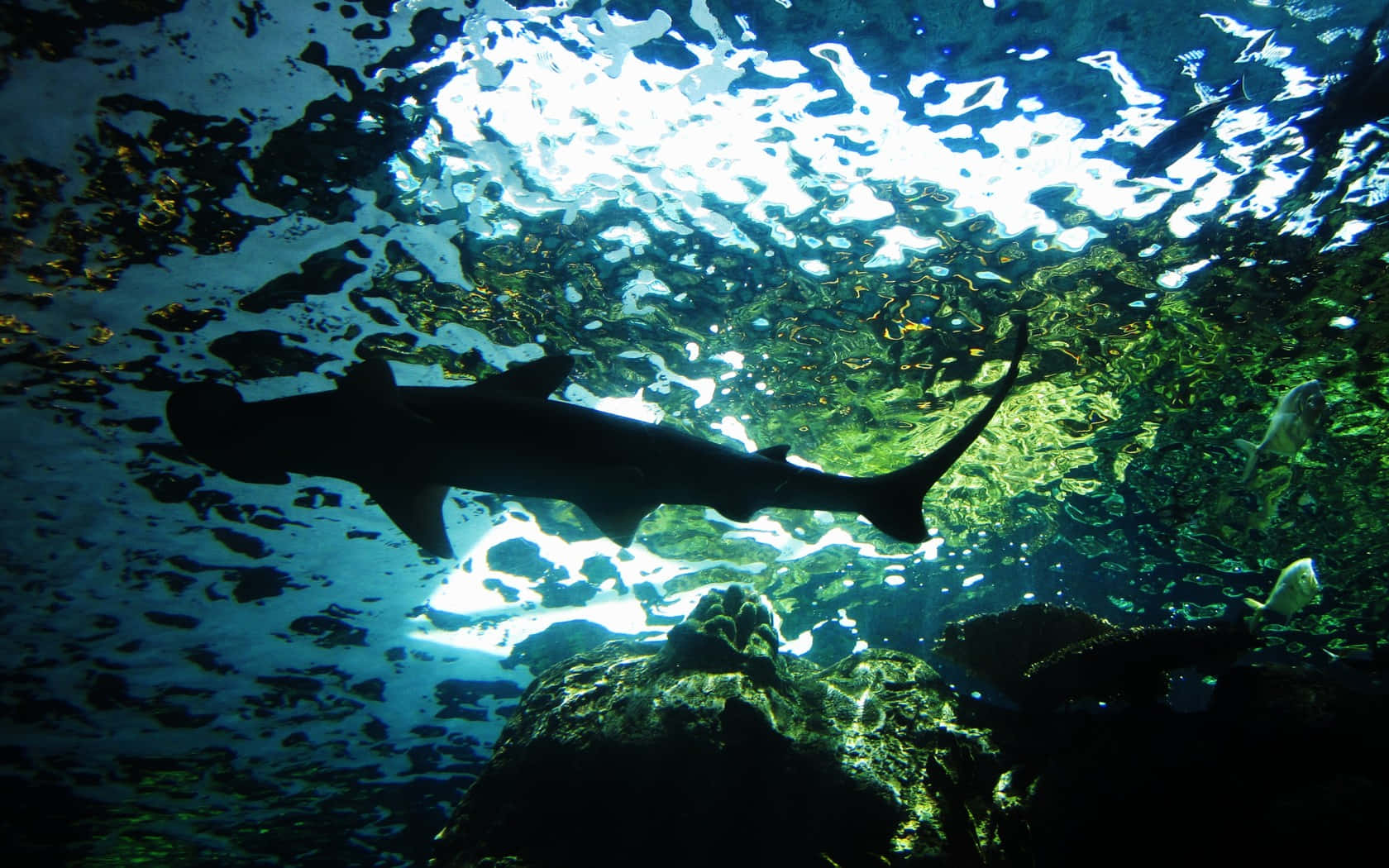 A Curious Hammerhead Shark Looks For Its Next Meal In Open Waters Wallpaper