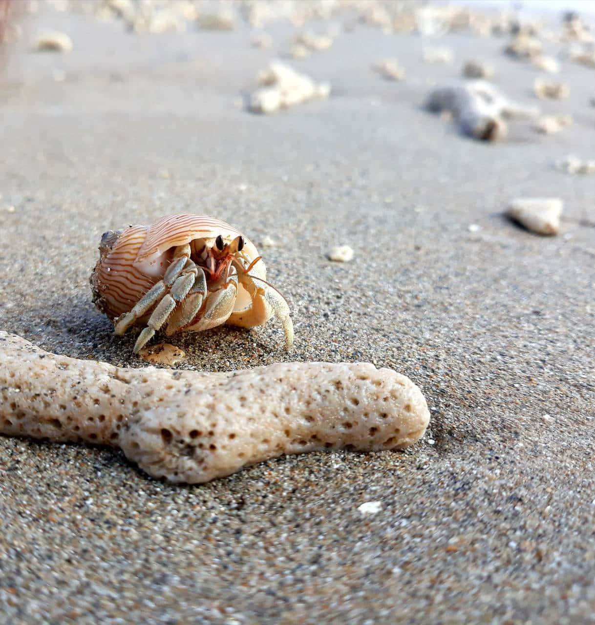 A Curious Hermit Crab Exploring Its Surroundings Wallpaper