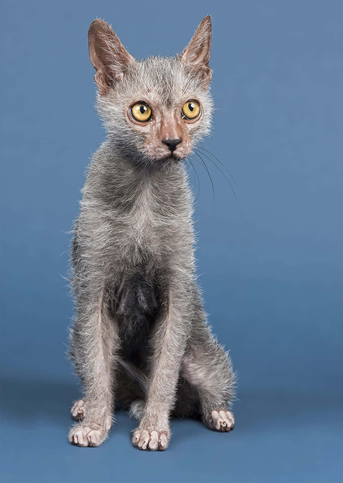 A Curious Lykoi Cat On Wooden Surface Wallpaper