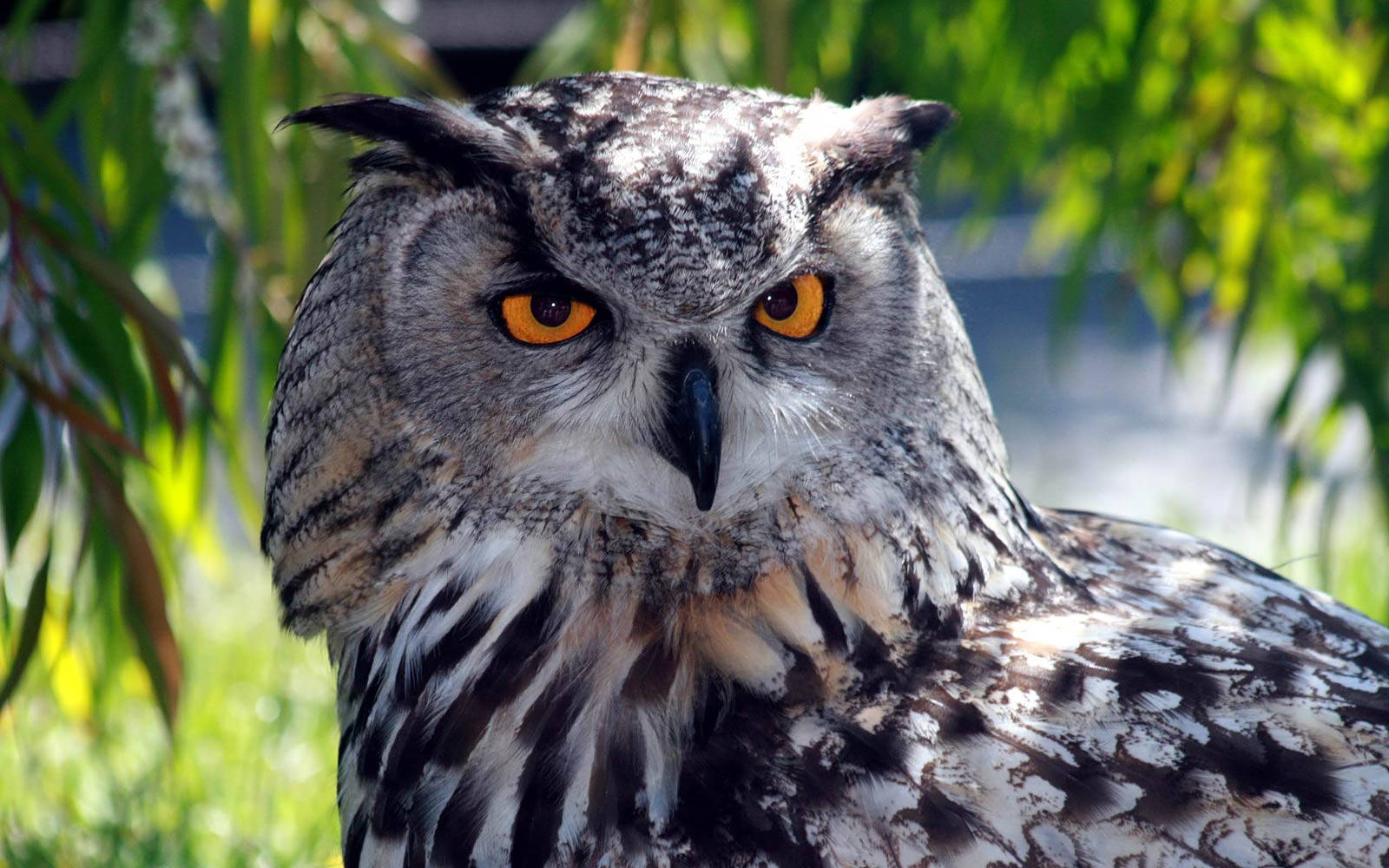 A Curious Owl Surveying The World Around Her Wallpaper