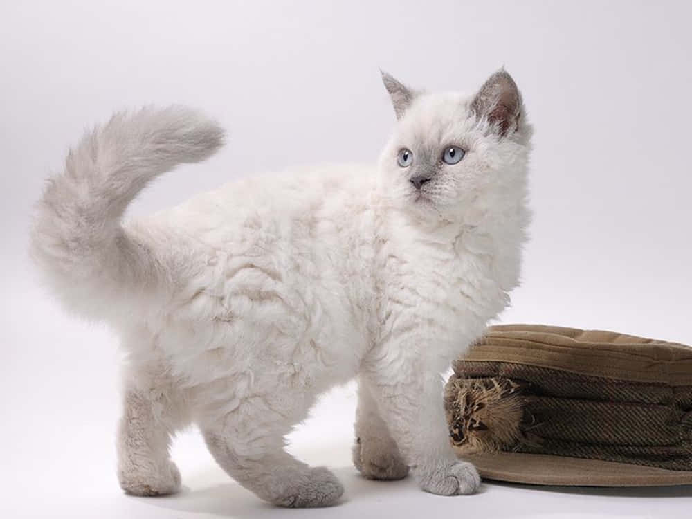 A Curly-haired Selkirk Rex Cat Resting In The Sunshine Wallpaper