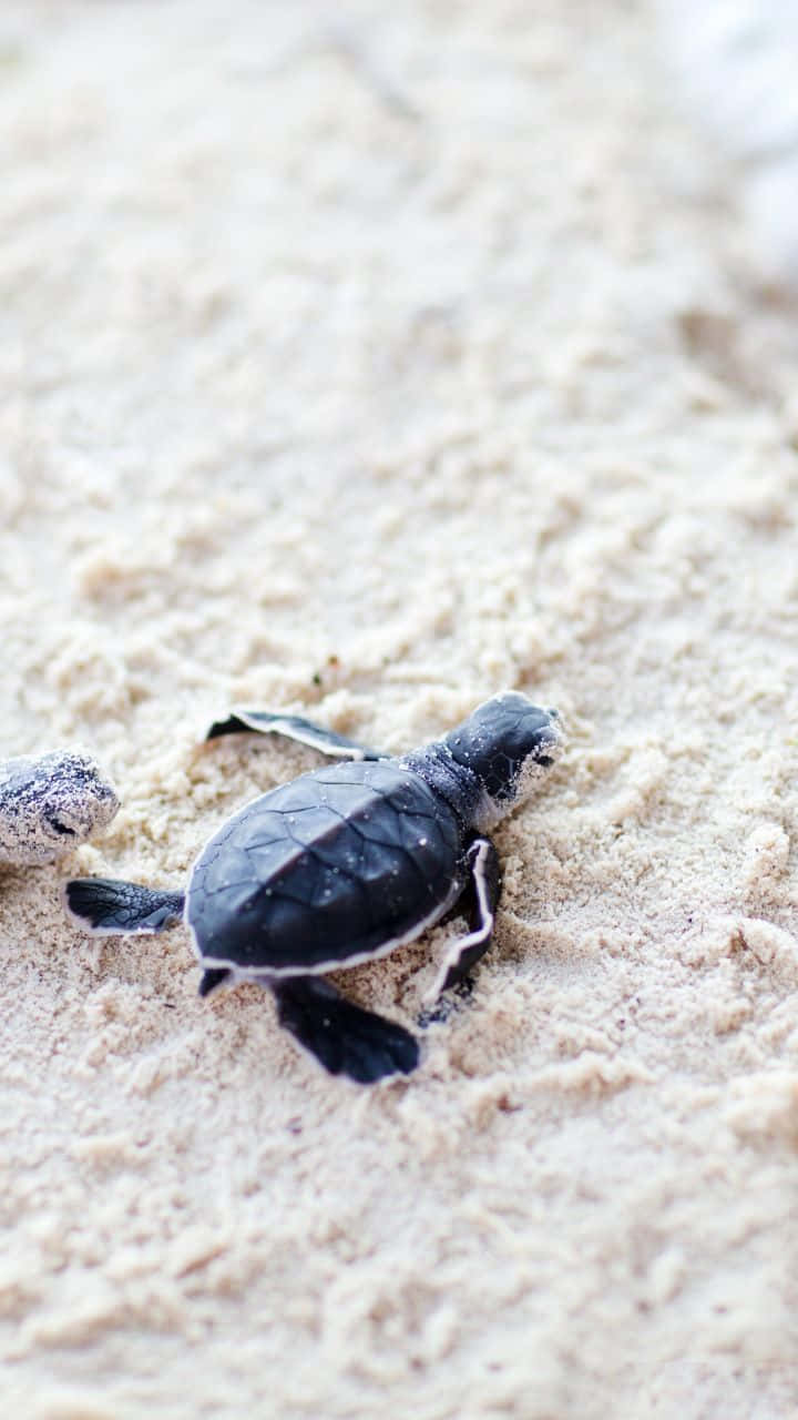 A Cute Baby Turtle Taking A Swim Wallpaper