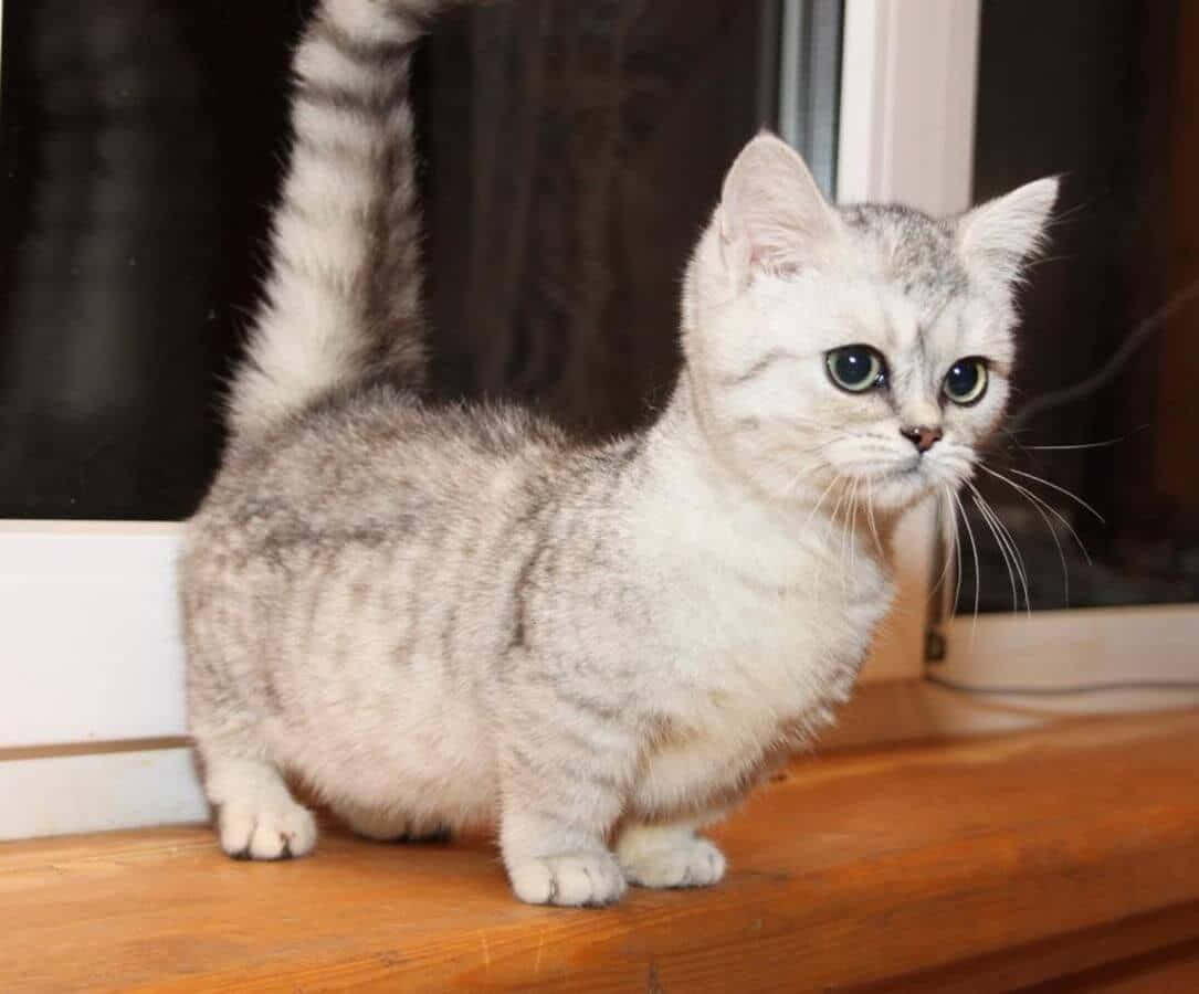 A Cute Munchkin Cat Sitting On The Floor Wallpaper