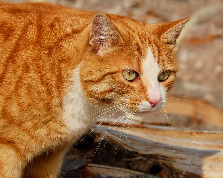 A Cute Red Cat Relaxing And Looking Into The Distance Wallpaper