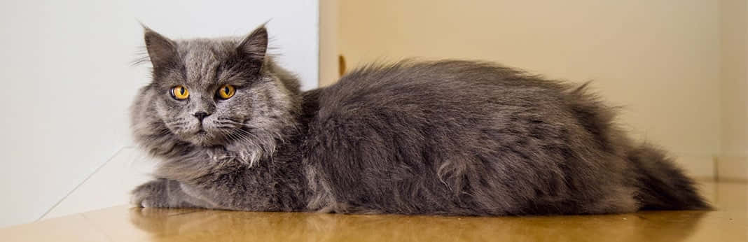 A Cymric Cat Sitting Gracefully On A Wooden Surface. Wallpaper