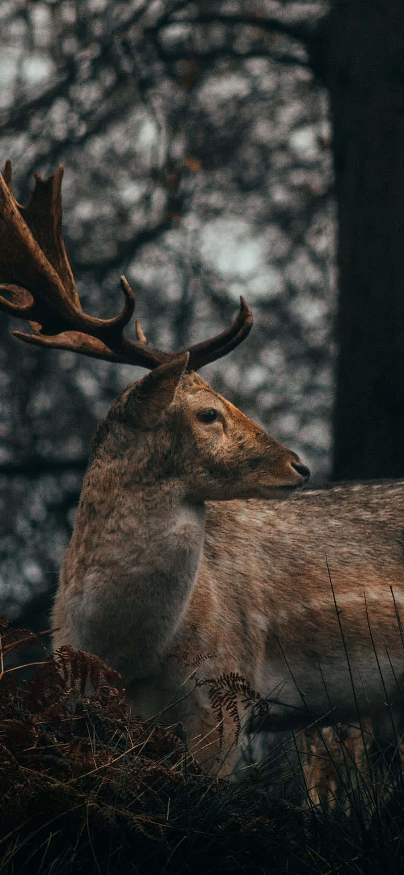 A Deer Is Standing In The Woods With Its Antlers Wallpaper