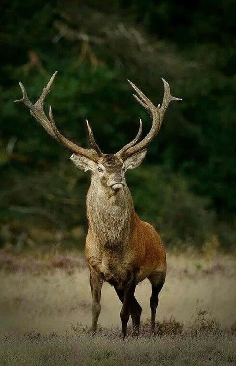 A Deer Standing In A Field With Large Antlers Wallpaper