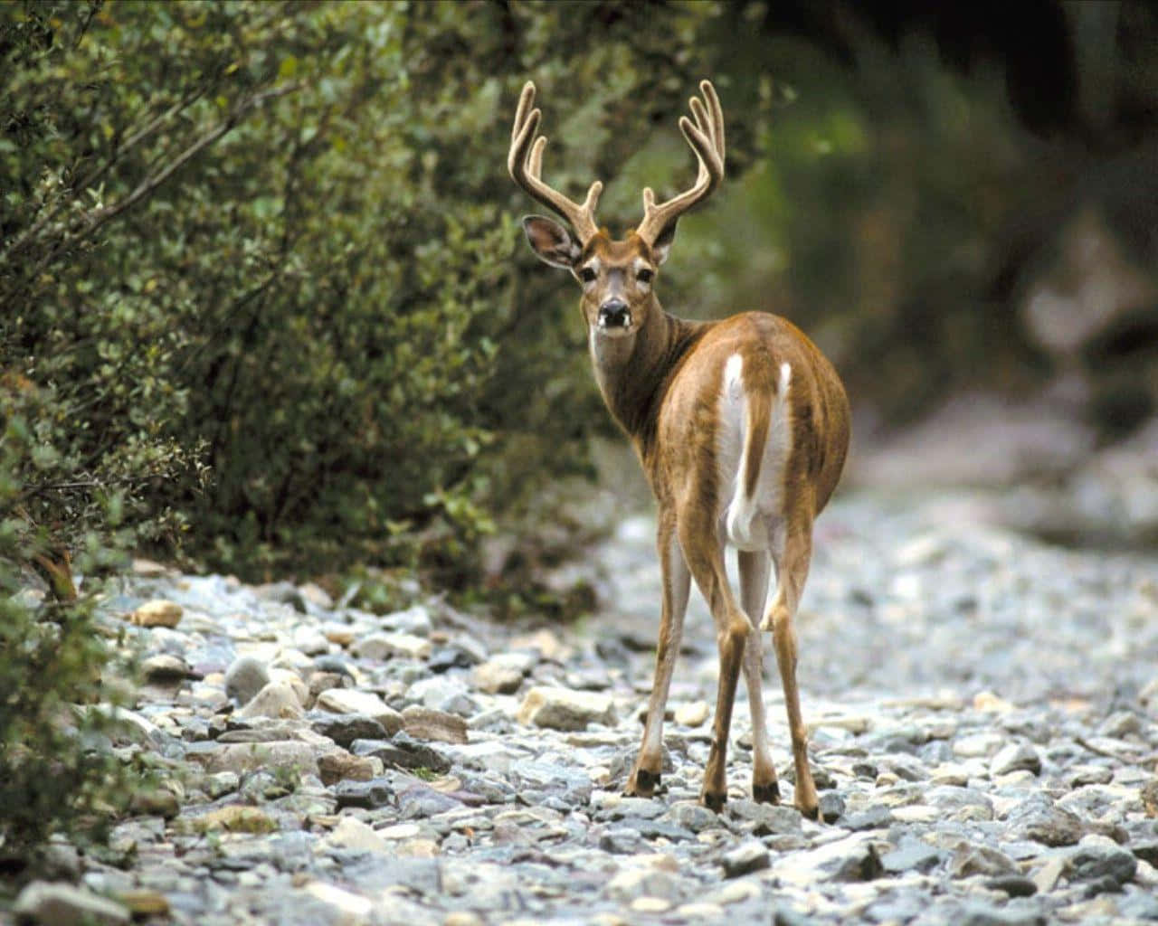 A Deer Standing On A Rocky Path Near Bushes Wallpaper