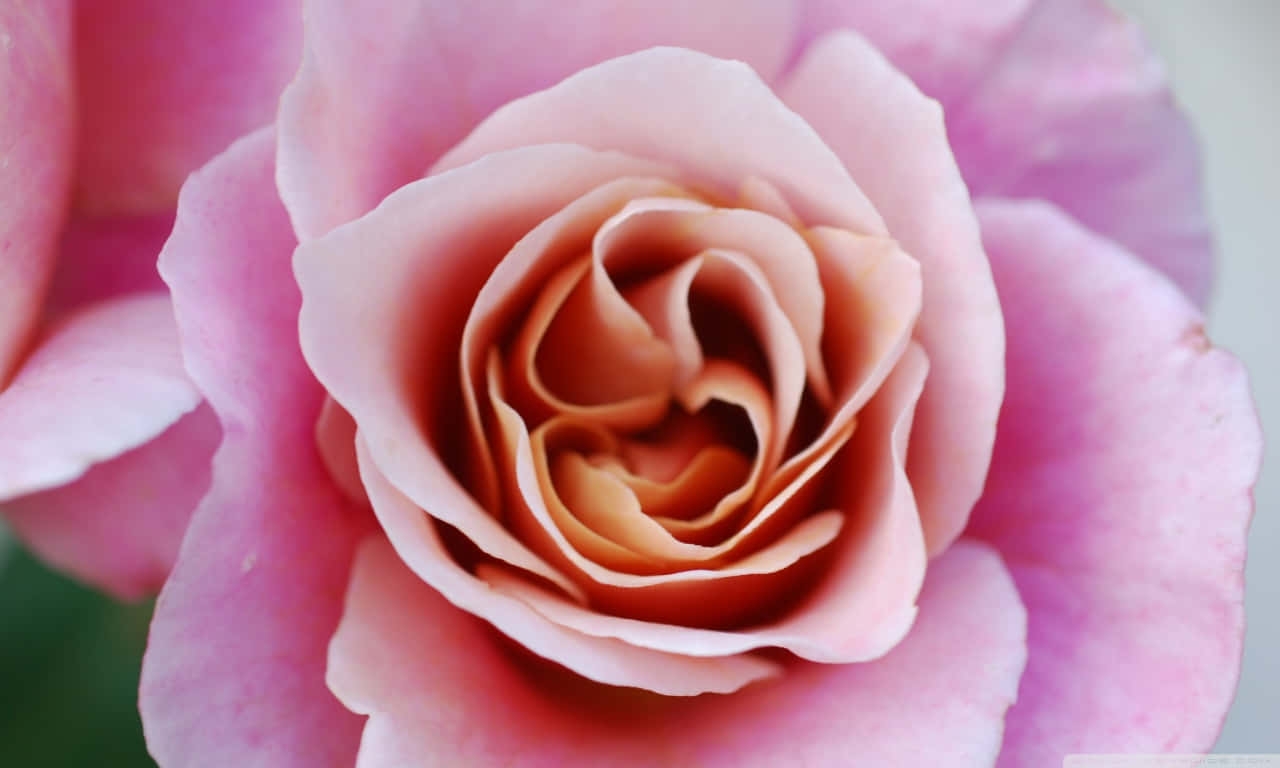 A Delicate Rose With Soft Petals Of Pink And White Wallpaper