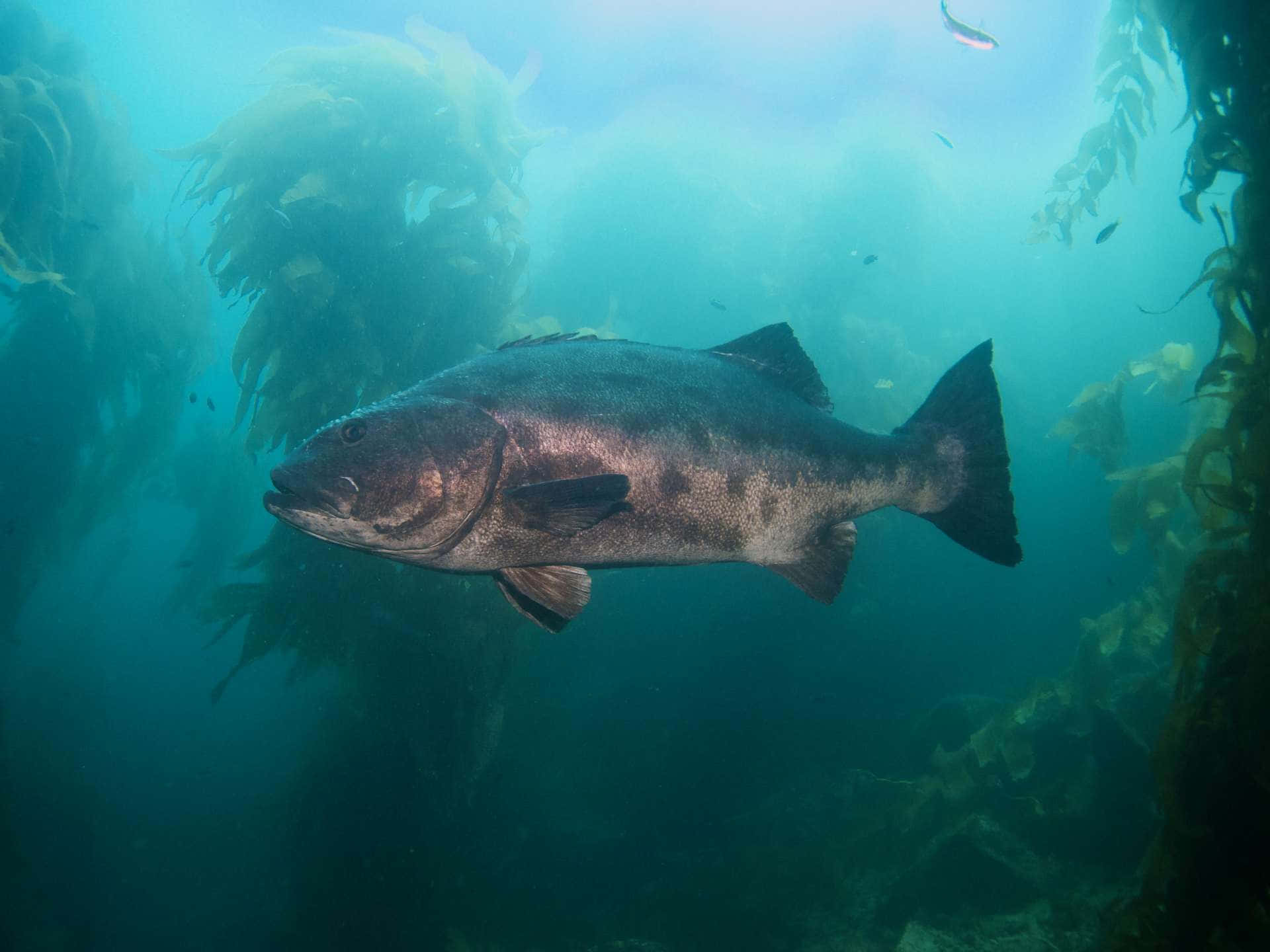 A Delicious Black Sea Bass Ready To Be On Your Plate Wallpaper