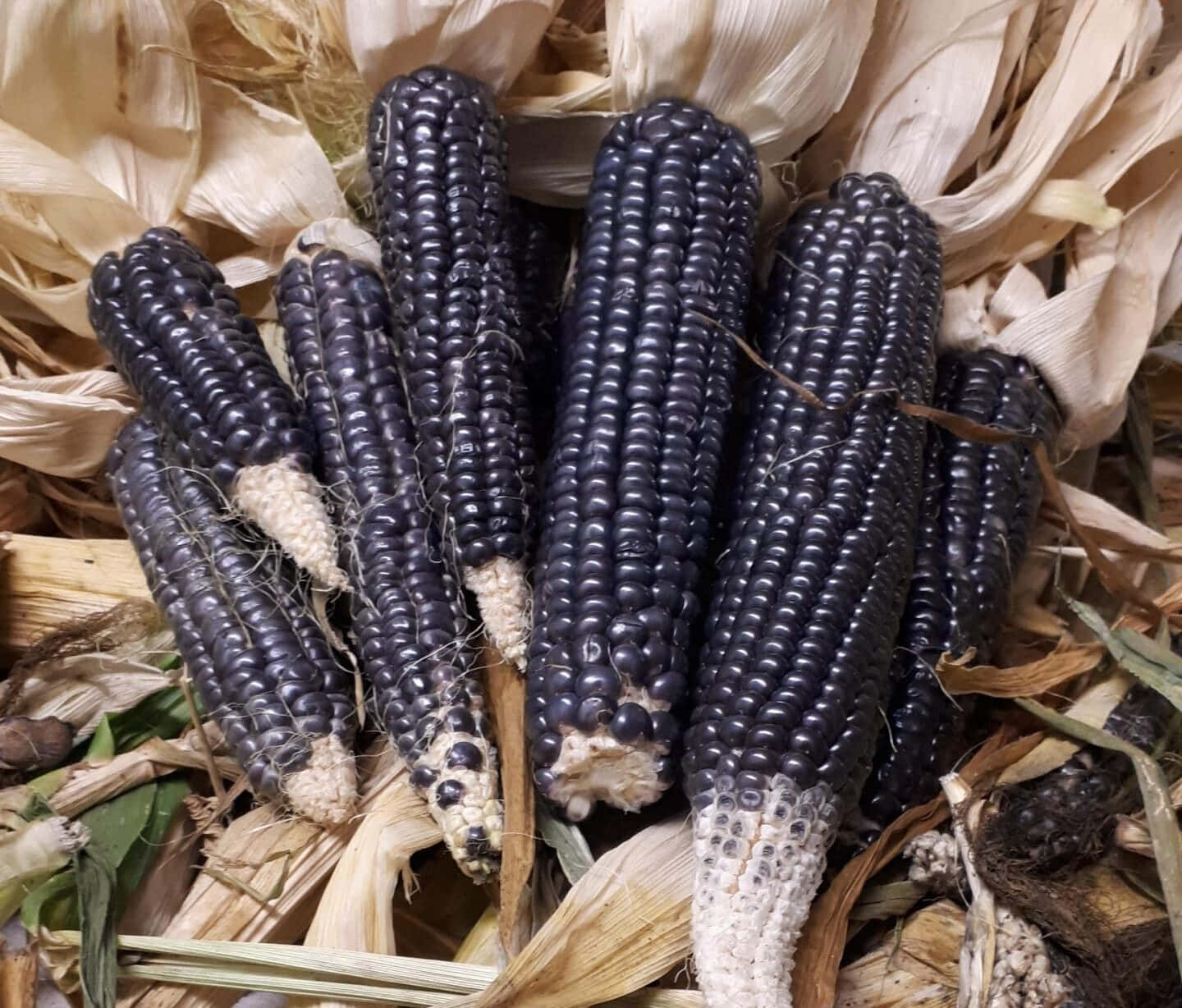 A Delicious Ear Of Purple Corn Ready To Enjoy Wallpaper