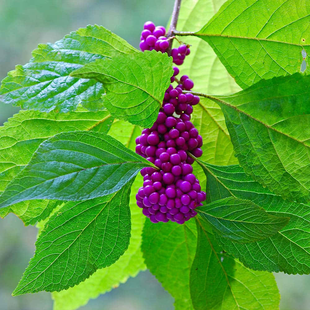 A Delicious Handful Of Fresh Purple Berries Wallpaper