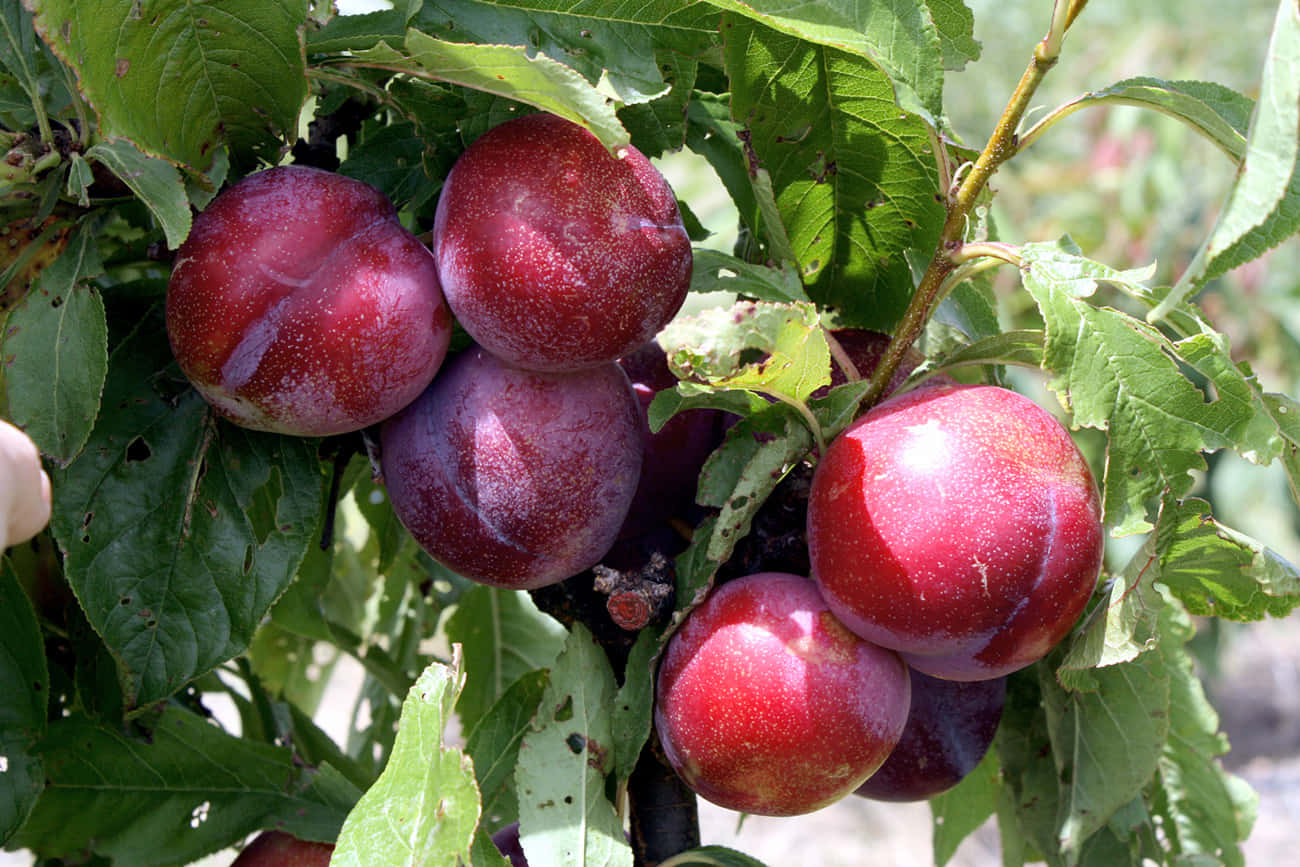 A Delicious Tray Of Juicy Purple Plums Wallpaper