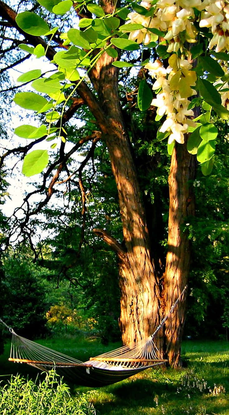 “a Densely Filled View Of The Beautiful Black Locust Trees” Wallpaper