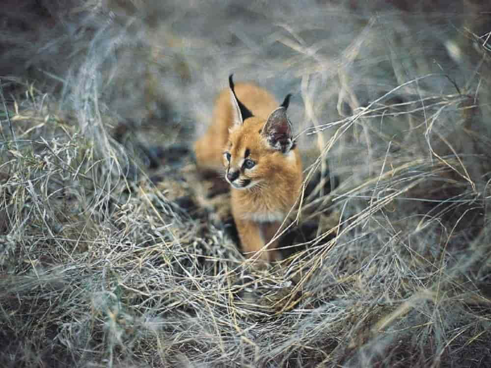 A Desert Lynx Visiting A Water Source Wallpaper