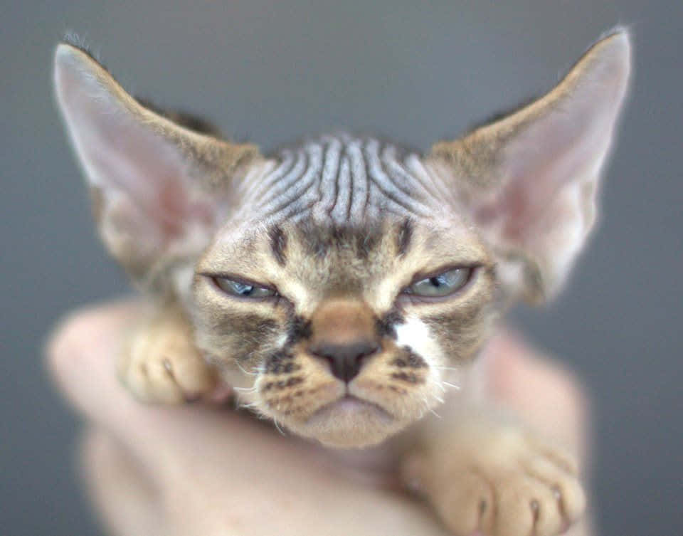 A Devon Rex Cat Leisurely Relaxing On A Couch Wallpaper