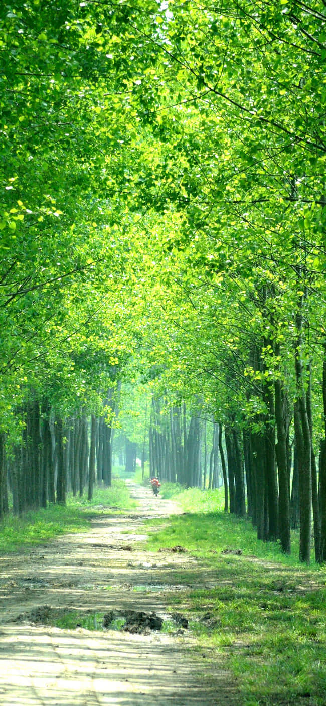 A Dirt Road Lined With Trees Wallpaper