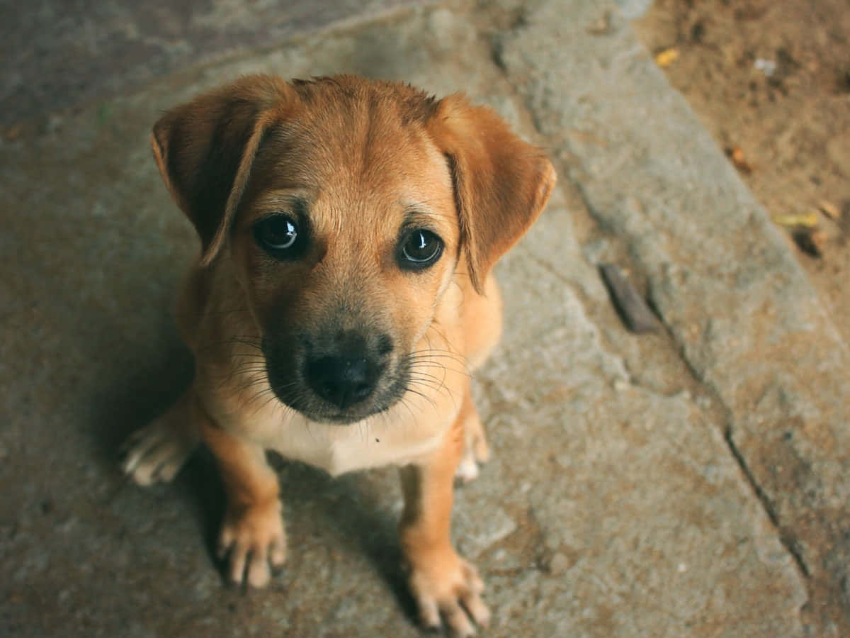 A Disheartened Canine Gazing Longingly Wallpaper